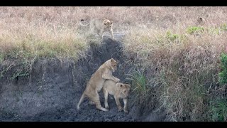 What a playful morning Sub adults of Rongai pride are having fun [upl. by Glogau131]