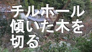 チルホールでの傾いた木を伐採！プロの仕方！崖の上の傾いた木をチルホールとワイヤで引っ張る。チルホールの使い方はイラストで案内。チルホールは二台。チェンソーで安全確実に伐採します。 [upl. by Centeno]