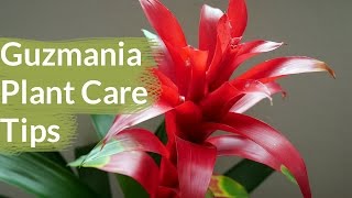 Guzmania Plant Care Tips The Bromeliad With The Vibrant Star Shaped Flower  Joy Us Garden [upl. by Uyekawa]