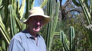 Advice on Cereus cactus [upl. by Burnett]