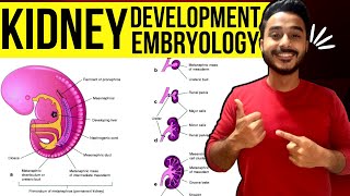 development of kidney embryology  kidney development embryology  development of renal system [upl. by Eseela252]