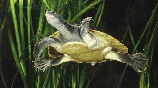 Rare footage of a special reptile  The Mary River Turtle [upl. by Ahsirt]