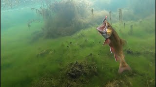 ICE FISHING for BROOK TROUT Underwater View  Catch amp Cook [upl. by Homere]