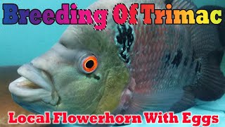 Breeding of Trimac Cichlid  Local Flowerhorn with Eggs [upl. by Adnek]