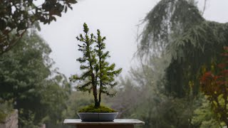 Nursery grown Picea glauca quotConicaquot in Kabudachi style  Arkefthos Bonsai [upl. by Aisorbma963]