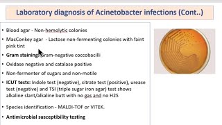 Pseudomonas Acinetobacter Burkholderia Clinical Diagnosis  Treatment  MICROBIOLOGY [upl. by Anertak]