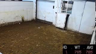 Ste Rose Auction Mart Live Stream [upl. by Loggins]