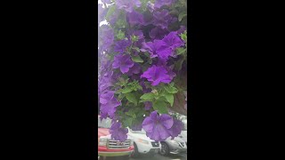 Gorgeous Surfinia Heavenly Petunia baskets [upl. by Harelda]