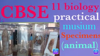 Class 11 biology practical  How to do SPOTTING  Spotting  animal specimens [upl. by Nerag723]