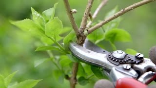 How to prune spring flowering shrubs  Grow at Home  Royal Horticultural Society [upl. by Annunciata]