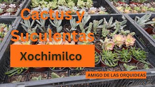 Cactus y Suculentas en el Mercado de plantas y flores de Xochimilco [upl. by Arleyne587]