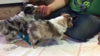 Callie puppies 5 weeks old play time [upl. by Akcirederf]