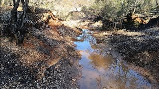 Gold specys found at the Whipstick gold australia metaldetecting [upl. by Enilra832]