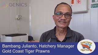 Gold Coast Tiger Prawns Bambang Julianto amp Genics Melony Sellars talk aquaculture optimization [upl. by Annoed]