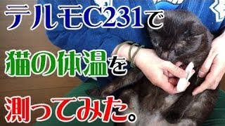 テルモC231で猫の体温を測ってみた。 CAT VIDEO 【Japanese】 [upl. by Ekez]