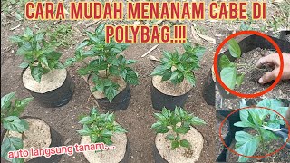 cara mudah menanam cabe di polybag dari awalcabe petani garden [upl. by Madoc]