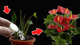 Cure fading ANTHURIUM with this method after 1 month the flowers bloom brilliantly [upl. by Nnahsal]