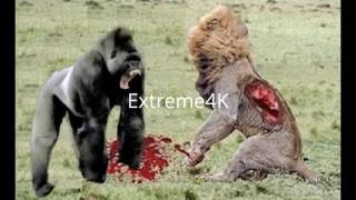 Gorilla Vs Lion  Big Baboon Vs Leopard  Wild Animals Attack  Fight Till Death 5New [upl. by Naedan]