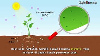 Pelajaran IPA Proses Fotosintesis pada Tumbuhan [upl. by Elie]