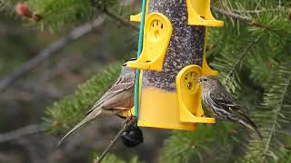 Pine Siskins competing with a Whitecrowned Sparrow at the Feeder [upl. by Nnahsal513]