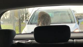 Naughty Monkeys Damaging Cars at Knowsley Safari Park [upl. by Brunhild443]