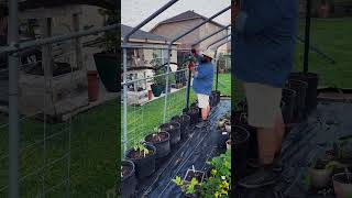 Installing Florida Weave on Container Tomatoes gardening gardentomatoes growingtomatoes garden [upl. by Arev]