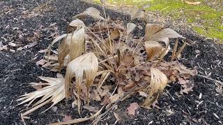 Livistona chinensis as a dieback perennial [upl. by Alikee639]