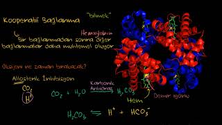 Hemoglobin Biyoloji Sağlık Bilgisi ve Tıp [upl. by Ahsiet]