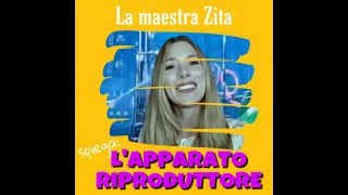 L’apparato riproduttore spiegato dalla maestra Zita [upl. by Adnilre624]