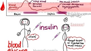 BIO160 Preview Video Lecture 24  Glucose and Weight Regulation [upl. by Nailil]