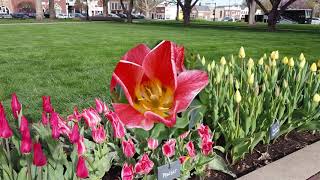 Central Park 2021 Tulip Time [upl. by Andrey]