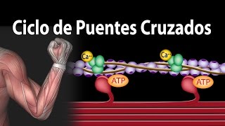 Contracción Muscular  Ciclo de Puentes Cruzados Alila Medical Media Español [upl. by Nomi]