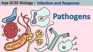 GCSE Biology Revision quotPathogensquot [upl. by Naillig]