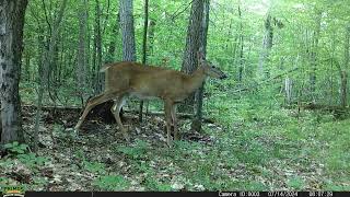 First Fawn At Trail Cam 3 [upl. by Eduardo386]