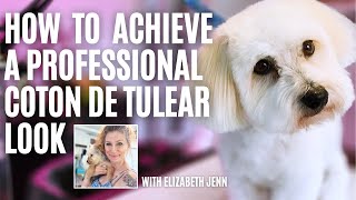 Grooming a Royal Companion The Coton de Tulear [upl. by Bobbi]