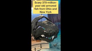 Is this Dunkleosteus fossil any good shorts [upl. by O'Donnell]