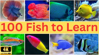 Discover the Fascinating World of 100 Fish Species  100 Fish Names [upl. by Rogergcam]