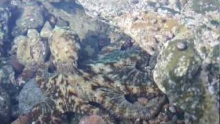 Schnorcheln Snorkeling Gran Canaria  HD [upl. by Ced43]