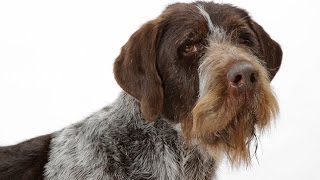 German Wirehaired Pointer [upl. by Patricio]