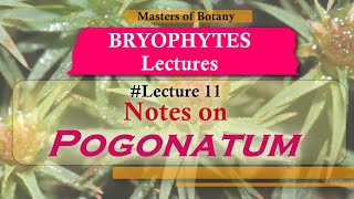 Lecture 11  Polytrichum Life Cycle Important Bryophytes  Bryophyta Lecture Notes [upl. by Richers336]