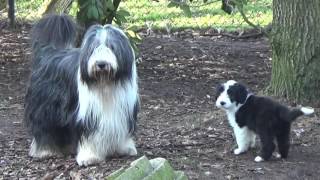 Bearded Collie puppies 15 February 2017 [upl. by Ephrayim]