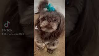 Shih tzu barking puppy trending cutedog youtubeshorts shorts [upl. by Hendrix]