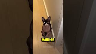 Fuyez immédiatement si un chat vous regarde de cette manière 😨 [upl. by Ajtak]