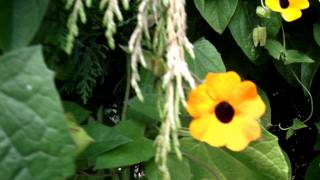 Trepadora ojo de poeta Thunbergia alata hd en jardin principal de Mazamitla Jal México [upl. by Seaddon]