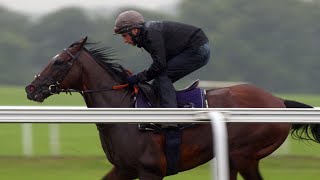 Frankel and his final season Newmarket racecourse gallop [upl. by Rie]