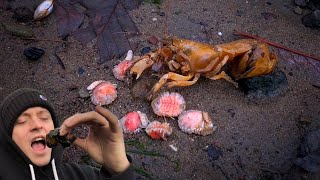 Satisfying Shrimp Parasite Removals  Should I Eat One [upl. by Irtimed]