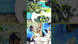 Organic pest controlpestcontrolorganicpesticidedeerghaayushorganicfarminvnatural [upl. by Tsnre]