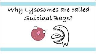 Why Lysosomes are called Suicidal Bags  Biology Diaries biology cellorganelles [upl. by Ennoid]