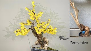 an old wild Forsythia is on the way to a Bonsai [upl. by Breeze]