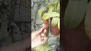 Nepenthes VentricosaMount Mayon [upl. by Nottus23]